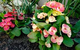 Check spelling or type a new query. Bunga Euphorbia Klasifikasi Ciri Ciri Jenis Dan Cara Menanam