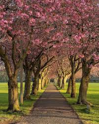 The Meadows In Bloom Edinburgh Scotland Photographer Unknown Unable To Find Link Cr Places In Scotland Edinburgh City Centre Favorite Places