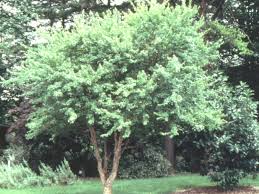 We did not find results for: Choose The Best Small Trees Diy