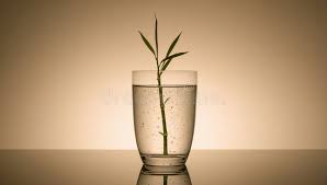 Image result for tbn:0tcIbC32SVa_GM::i5.photobucket.com/albums/y166/jeniferpease/rAnDoMM piiCS/glass-of-water.jpg