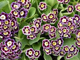 Image result for Primula x pubescens