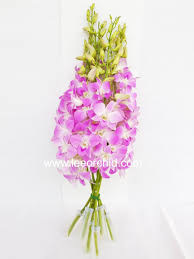 Maybe you would like to learn more about one of these? Buy Orchid Fresh Cut Dendrobium Sakura Orchid Flowers Wholesale At Best Prices Online On Thaitrade Com