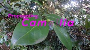 At any other time root formation may be slower. How To Propagate Camellia By Cuttings Pink Camellia Sasanqua Youtube