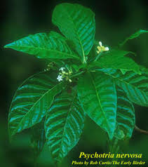 Image result for Psychotria succulenta