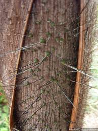 Image result for Acanthophoenix