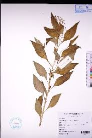 Image result for Lysimachia ruhmeriana