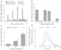 1 l (litro) = 1 dm^3. Nanomaterials Free Full Text Pei Mediated Transient Transfection Of High Five Cells At Bioreactor Scale For Hiv 1 Vlp Production Html