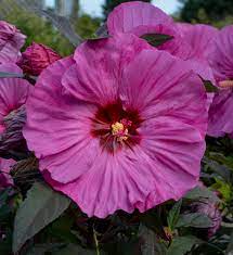 Summerific Candy Crush Rose Mallow Hibiscus Hybrid Proven Winners Hibiscus Plant Hardy Hibiscus Hardy Hibiscus Plant