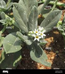 Image result for Euploca ovalifolia