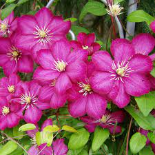 Clematis ville de lyon group. Clematis Ville De Lyon Native Plants