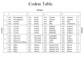 solved a gene codes for a protein that is 500 amino acids