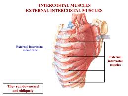 We did not find results for: Muscles Of Respiration Ppt Download