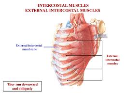 These muscles may be located anteriorly, posteriorly, and/or laterally. Muscles Of Respiration Ppt Download