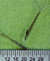 Image result for Aristida canescens