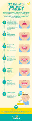 baby teething schedule sada margarethaydon com