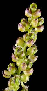 Image result for Triglochin striata