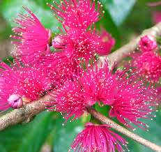 Image result for Syzygium niassense