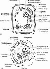 Animal And Plant Cells Worksheet Inspirational 1000 Images About Plant Animal Cells On Pinterest Chessmuseu In 2020 Cells Worksheet Plant Cells Worksheet Animal Cell
