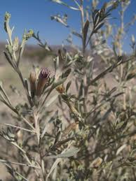 Image result for Pechuel-Loeschea