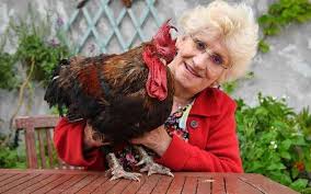 Couiner quel bruit fait la souris? Le Coq Maurice A Eu Droit A Son Proces Charente Libre Fr