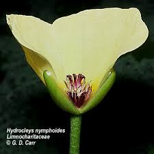 Image result for Limnocharitaceae