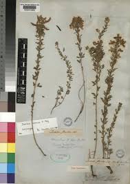 Image result for Dichilus