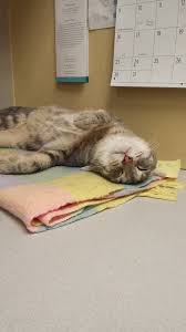 Our Values At Metropet Animal Hospital We See Everyone Who Walks In As Family We Use The Latest Medical Knowledge And State Pretty Cats Pet News Cute Animals