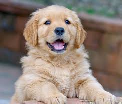 Unfortunately, how much should a golden retriever puppy eat doesn't have a simple answer. Pin By Golden Retriever Planet On Puppy Love Retriever Puppy Golden Retriever Dogs Golden Retriever