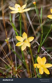 Image result for Hypoxis rigidula