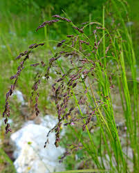 Image result for Rytidosperma davyi