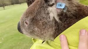 Port Macquarie Koala Hospital On Instagram Ruby Lou Was Released Back To The Beautiful Emerald Downs Golf Course From Where He Wa Koala Port Macquarie Downs