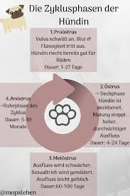 Wird eine hündin nicht kastriert, wird sie etwa alle 7 monate läufig und im gegensatz zu frauen, kommen unsere vierbeiner nicht in die wechseljahre. Gesundheit Laufigkeit Beim Hund Laufigkeit Alles Fur Den Hund Baby Mops