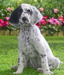 Black And White English Setter Puppies For Sale English Setter English Setter Puppies Setter Puppies English Setter Dogs