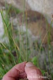 Image result for Fuirena ciliaris