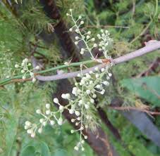 Image result for Asparagus racemosus