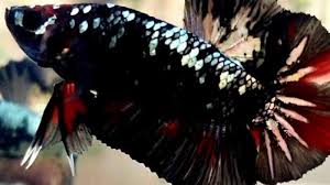Ikan cupang avatar super grade. Kenalkan Ikan Cupang Avatar Ikan Hias Peliharaan Para Sultan Tribun Timur