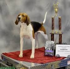 Black And Tan Treeing Walker Coonhound Beagle Mix By Emily Plishner It S Pretty Hard To Tell The Difference Between Treeing Walker Coonhounds And Foxhou Treeing Walker Coonhound The Fox And The Hound Coonhound