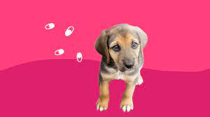 The Top 10 Discount Pet Medications On Singlecare