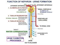 With The Aid Of A Diagram Explain The Process Of Urine