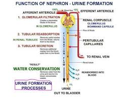 with the aid of a diagram explain the process of urine