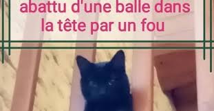 Norman, ''top 8 des trucs à savoir sur les chats''. Il Tue Le Chat De La Voisine Au Fusil Parce Que Un Chat Ca Mange Les Lapins