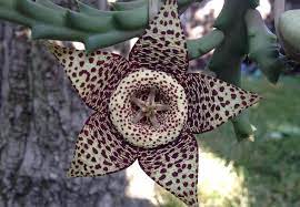 The flies help spread spores so the mushrooms can reproduce. Beautiful Flower Smells Like Rotting Meat