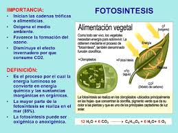Que función cumple la fotosíntesis | Que funcion cumple