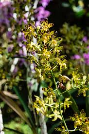 Image result for Ansellia africana