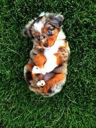 No Way Kittens Near Me For Free Valuable Cute Animals Cute Animal Pictures Cute Dogs And Puppies
