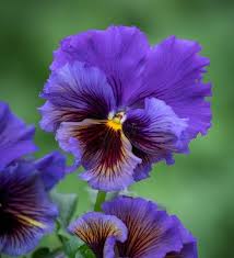 White or pink with yellow centres, have five can cause allergic petals and are found in open clusters. Viola X Wittrockiana Frizzle Sizzle Yellow Blue Swirl F1 Pansies Flowers Violet Flower Purple Flowers
