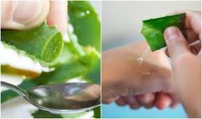 Use of aloe vera won't cause you to grow a beard. 9 Reasons To Rub Aloe Vera On Your Face Skin Hair 20 Recipes