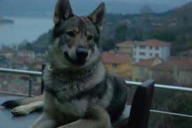 Instawolf Istanbulkopekegitimi Instafoto Instlove Istanbul Inswolf Kopek Kopekpansiyonu Kopekegitimi Pansiyon Pet Anim Kopek Egitimi Kopek Istanbul