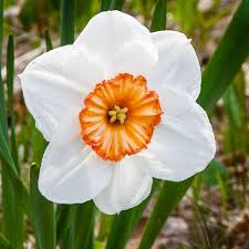 Daffodil Facts Varieties Meanings And Flower Pictures Florgeous Flower Pictures Daffodils Daffodil Flower