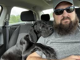 Great Dane helps with daily tasks